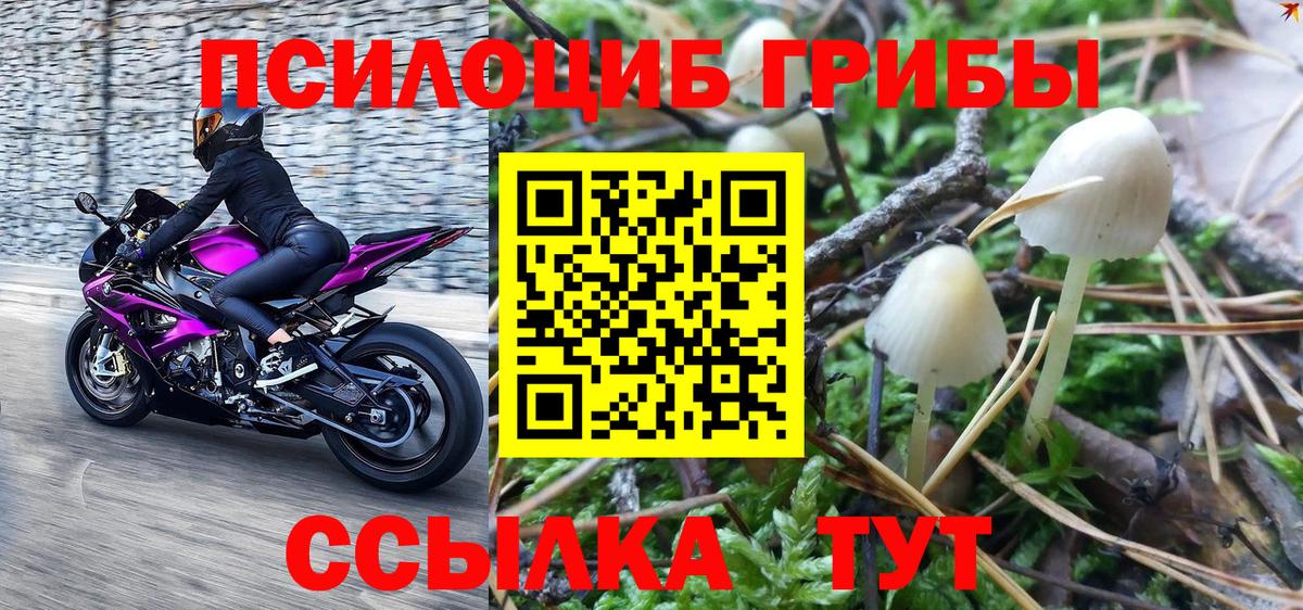 Галлюциногенные грибы Psilocybine cubensis Керчь
